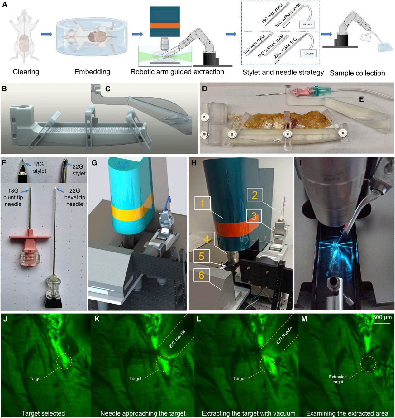 cell丨基于组织透明化技术的完整器官空间蛋白组学研究