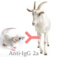 HP030606 FITC*Polyclonal   Goat Anti-Mouse IgG
