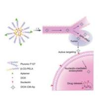 负载阿霉素的Pluronic F127和β-环糊精-聚乙二醇-聚乳酸（β-CD-PELA）组成的自主装聚合物胶束被适配体AS1411（Ap）修饰