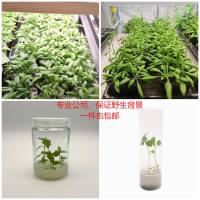 本氏、拟南芥、马铃薯等野生型幼苗