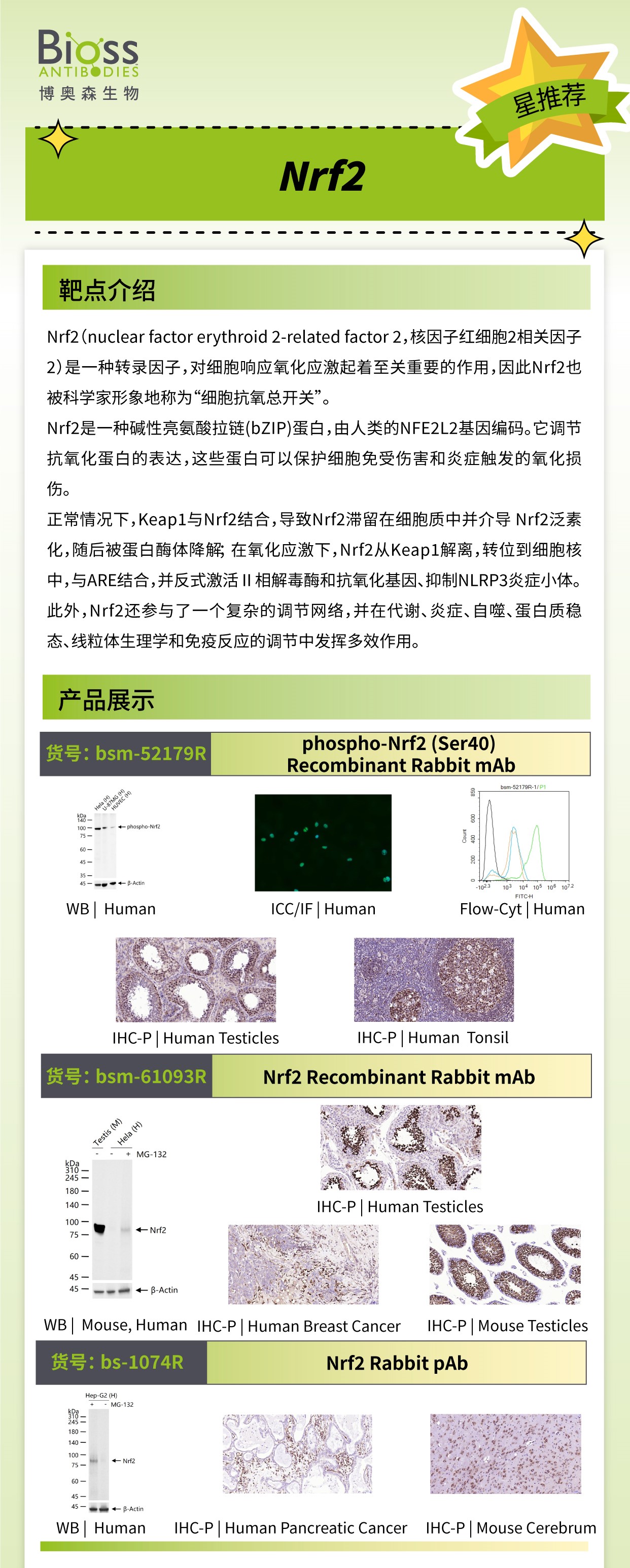 Bioss 星推荐 | Nrf2