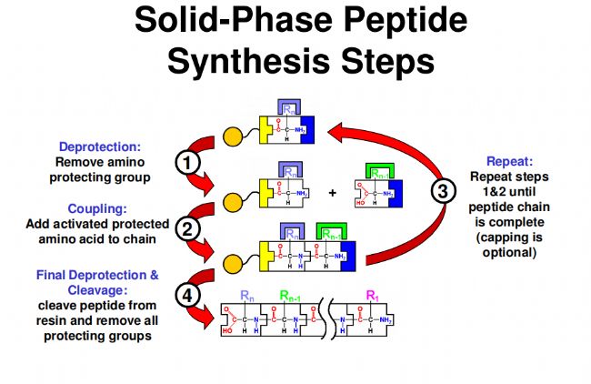 自动化多肽合成：从基础到优化，新手必知的实用指南