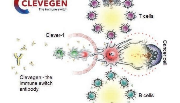 肿瘤免疫治疗新“潜力股”——Stabilin 1，会是下一个热门靶点吗？