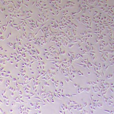 NCI-H596人肺腺鳞癌细胞_NCI-H596细胞(STR鉴定)