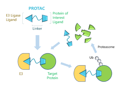 靶向蛋白降解（TPD）之PROTAC研究