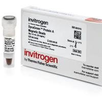 DynaGreen™ Protein A 磁珠