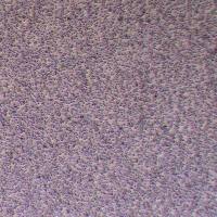 RS4:11人急性淋巴细胞白血病_RS4:11细胞(STR鉴定)