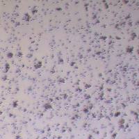 Mo7e人巨细胞白血病细胞株_Mo7e细胞(STR鉴定)