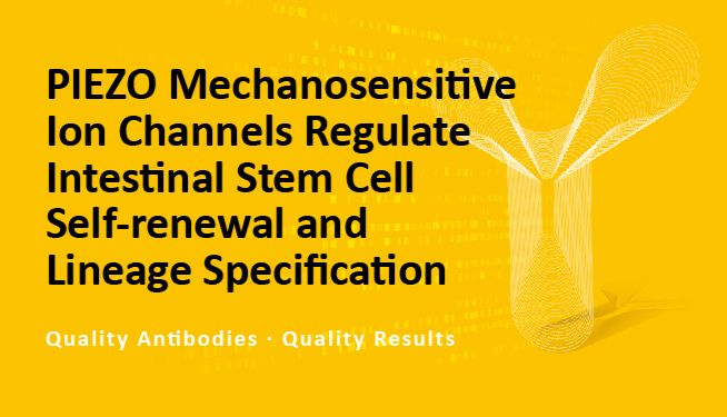 PIEZO 机械敏感性离子通道调控肠道干细胞的自我更新与谱系特化