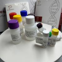 Koi Herpesvirus(KHV)锦鲤疱疹病毒探针法荧光定量PCR试剂盒