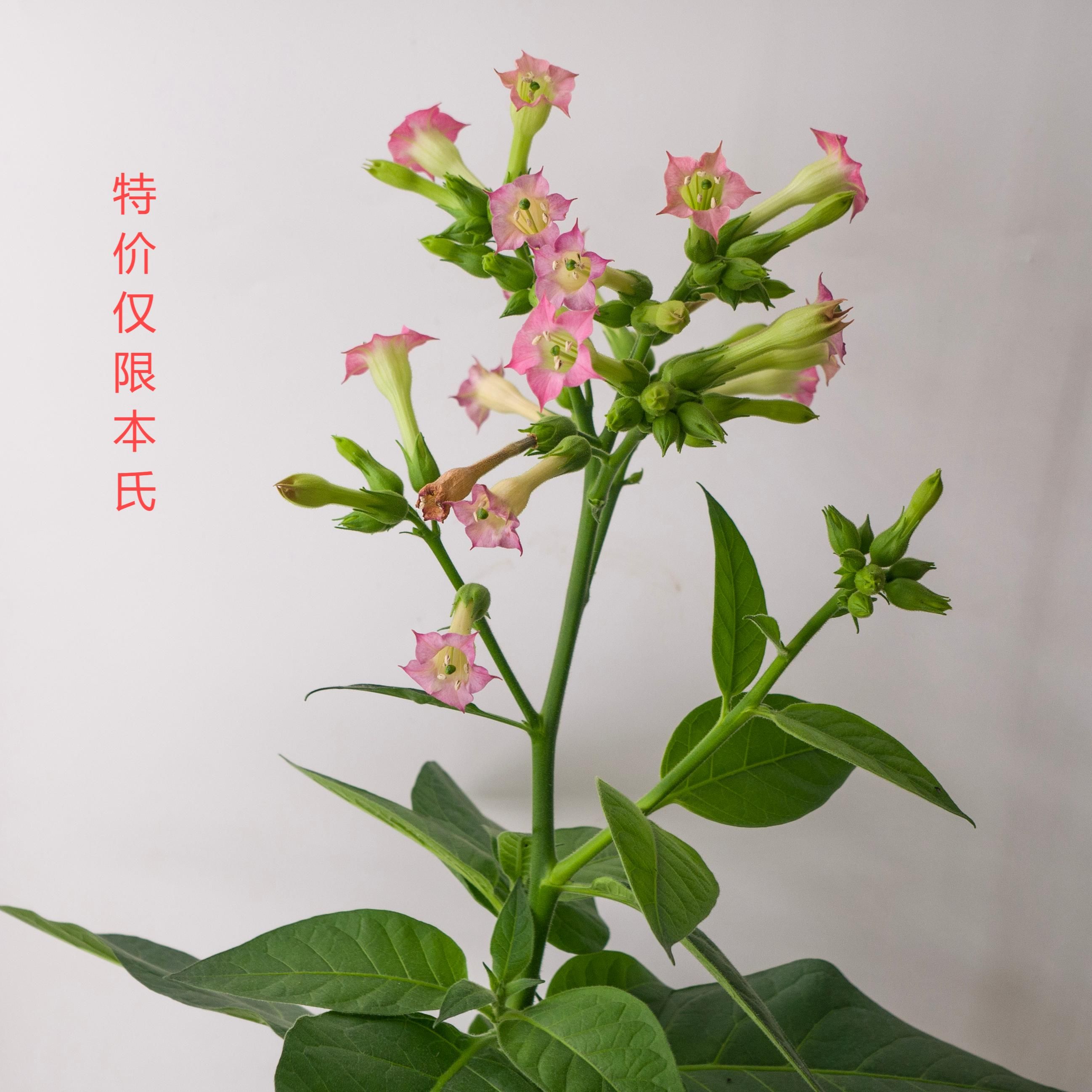 本氏烟草遗传转化服务(转基因)