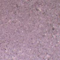 L1210小鼠淋巴白血病细胞__L1210细胞(种属鉴定)