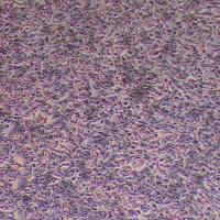 myc-cap小鼠前列腺癌细胞__myc-cap细胞(种属鉴定)