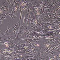 人脐带间充质干细胞永生化_细胞(流式染色检测报告)