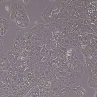 KPC小鼠胰腺癌细胞__KPC细胞(种属鉴定)