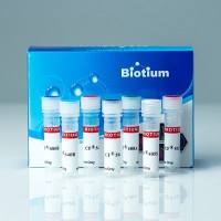 CD63 (Late Endosomes Marker)(LAMP3/2788), CF405S conjugate, 0.1mg/mL