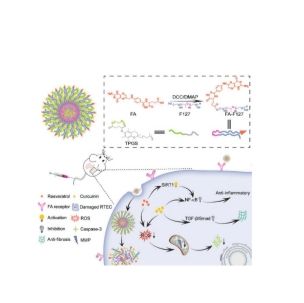负载姜黄素(Cur)和白藜芦醇(Res)的Pluronic F127纳米颗粒被叶酸(FA)和维生素E聚乙二醇琥珀酸酯(TPGS)修饰