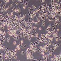 LLC-FLUC-bsd小鼠Lewis肺癌细胞-FLUC标记-bsd抗性