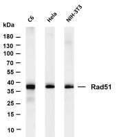 Rad51 (PT0083R) PT® Rabbit mAb