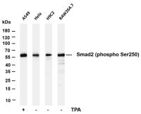 Smad2 (Phospho Ser250) (PT0058R) PT® Rabbit mAb