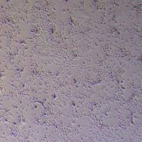 EPC鲤鱼上皮细胞