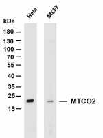 BID (PT0386R) PT® Rabbit mAb