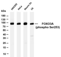 FOXO3A (Phospho Ser253) (PT0061R) PT® Rabbit mAb