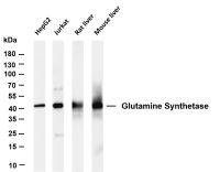 Glutamine Synthetase (PT0057R) PT® Rabbit mAb