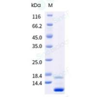 Recombinant Human IL-13 Protein, HPLC-verified (义翘神州 10369-HNAC 现货特卖)
