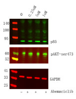 PI3-Kinase p85 α (PT0082R) PT® Rabbit mAb
