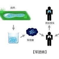 嗜肺军团菌IgG IFA试剂盒(免疫荧光法)