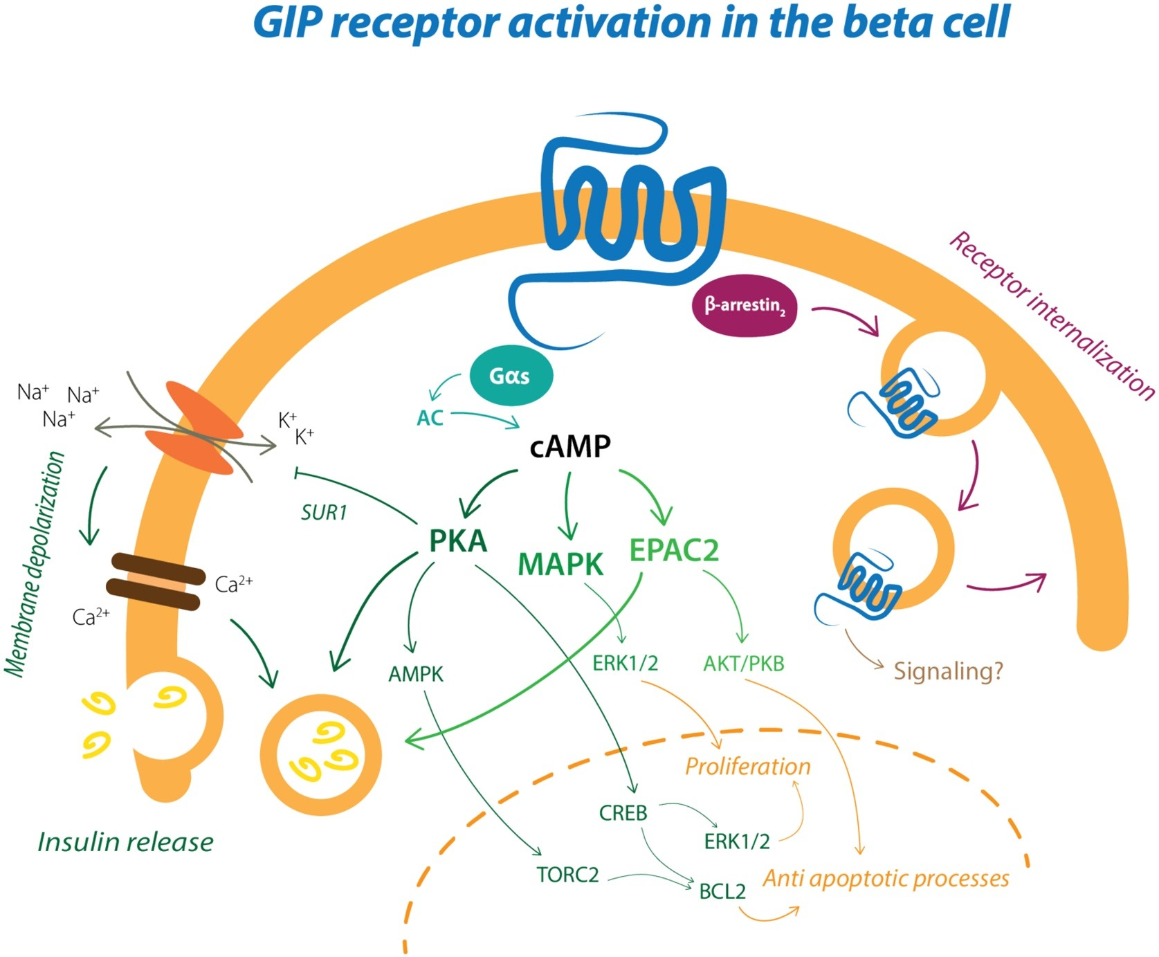 GIPR：肥胖症与糖尿病治疗的新希望
