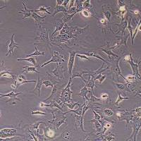 Tramp-C1-FLUC-puro小鼠前列腺癌细胞