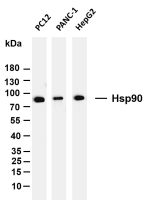 Hsp90 (PT0053R) PT® Rabbit mAb