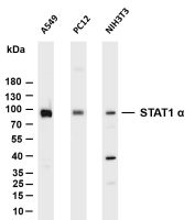 STAT1 α (PT0079R) PT® Rabbit mAb