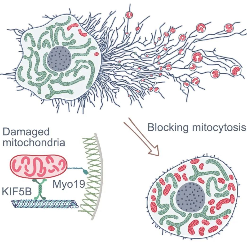 迁移体研究服务