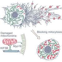 迁移体研究服务