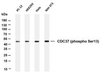 CDC37 (Phospho Ser13) (PT0060R) PT® Rabbit mAb