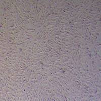 鸡骨骼肌细胞永生化