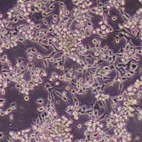MC38-GFP-puroMC38-GFP-puro小鼠结肠癌细胞(GFP标记)