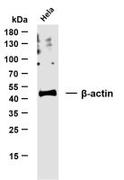 β-actin (PT0022R) Rabbit mAb