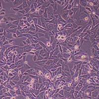 MyC-CaP-FLUC-puro MyC-CaP-FLUC-puro 小鼠