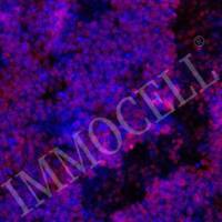 hPSC来源运动神经元祖细胞iMNP-H1