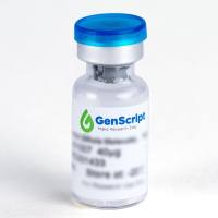 SUMO-tag Antibody (金斯瑞 A10693 现货特卖)