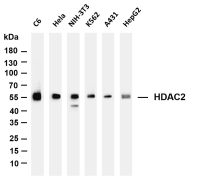 HDAC2 (PT0063R) PT® Rabbit mAb