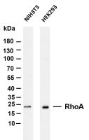 RhoA (PT0088R) PT® Rabbit mAb