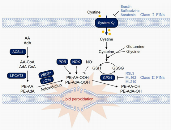 铁死亡系列篇【3】脂质过氧化关键酶：LOXs