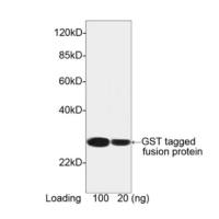 GST Antibody HRP (金斯瑞 A00866 现货特卖)