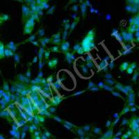 hPSC来源心肌细胞iCM-H1