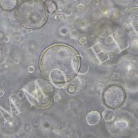 hPSC来源诱导分化肺类器官iHLOs-H1